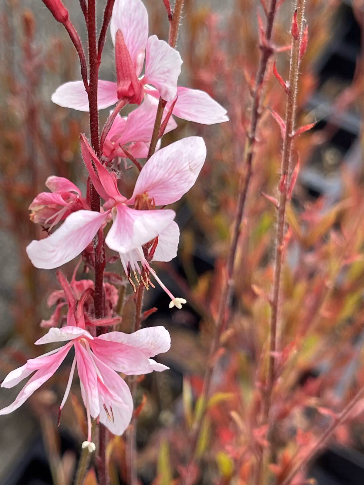 6 x Gaura lindh. 'Cherry Brandy' - Prachtkerze - Topf 9x9 cm