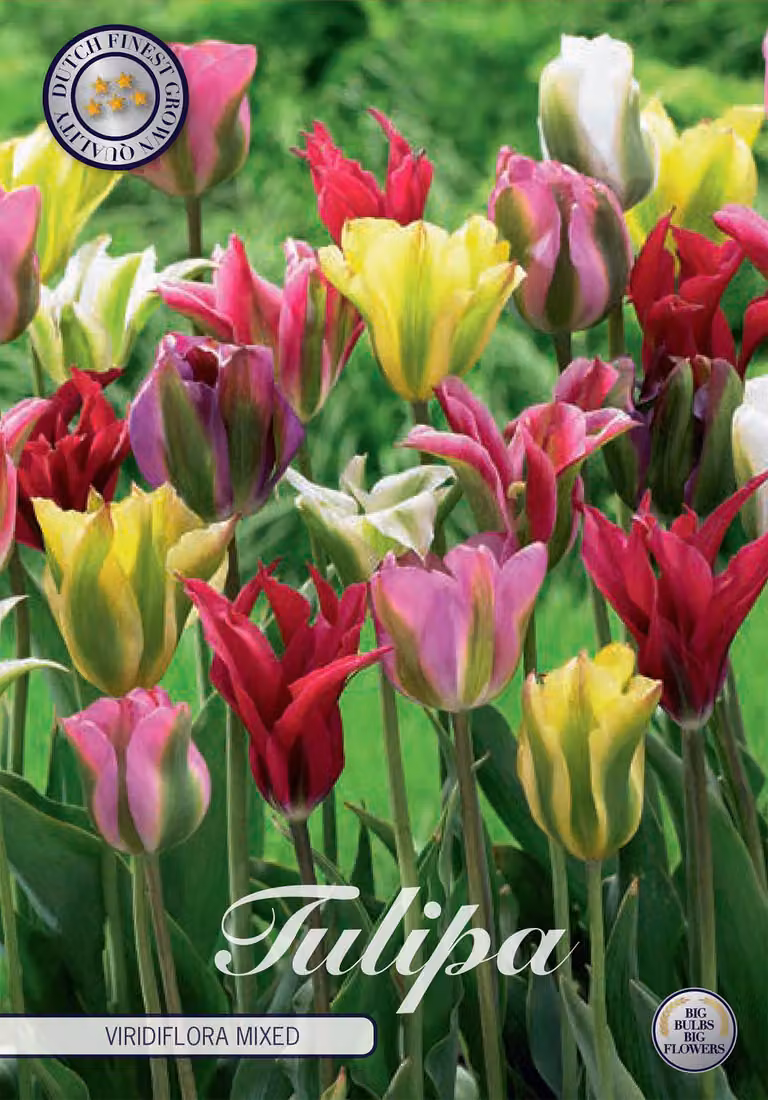 Tulipano Viridiflora Mix (7 bulbi) | Bulbi di tulipano di Sam van Schooten