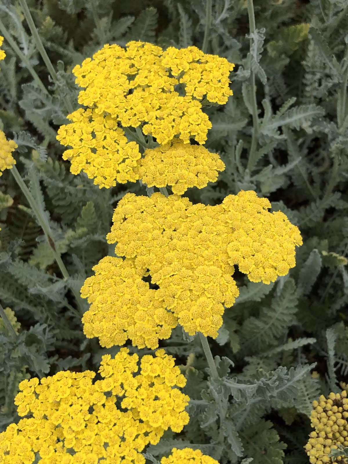 6 x Achillea 'Moonshine' - Schafgarbe im topf 9 x 9 cm