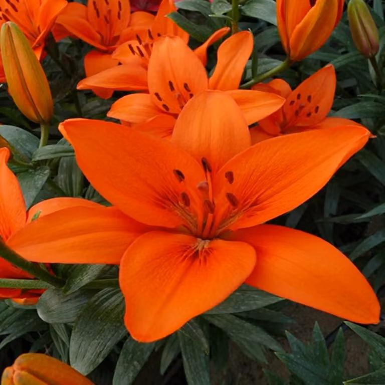 Lilia asiatica Orange Summer 1 pz. Lilie bulbi di giglio bulbi