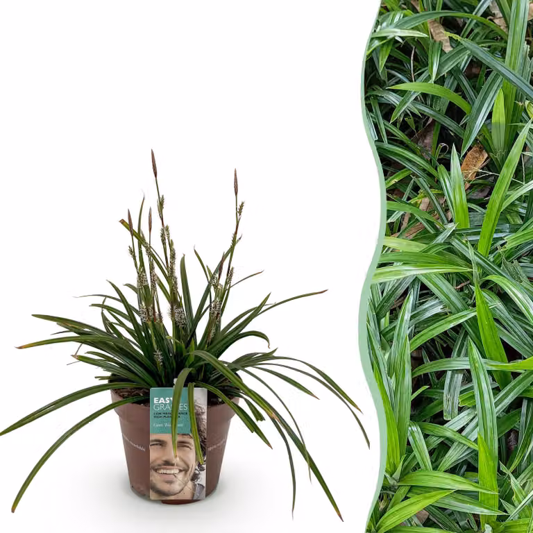 Erbe ornamentali - Carex morrowii verde irlandese - verde e giallo - sempreverde - resistente - 40-50cm - Ø17cm - Pianta da giardino