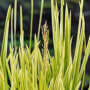 6 x Glyceria max 'Variegata' - Erba dolce variegata - vaso 9 x 9 cm