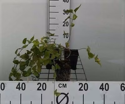 12 x Vinca major 'Alba' - Vaso grande sempreverde 'Alba' 9 cm x 9 cm