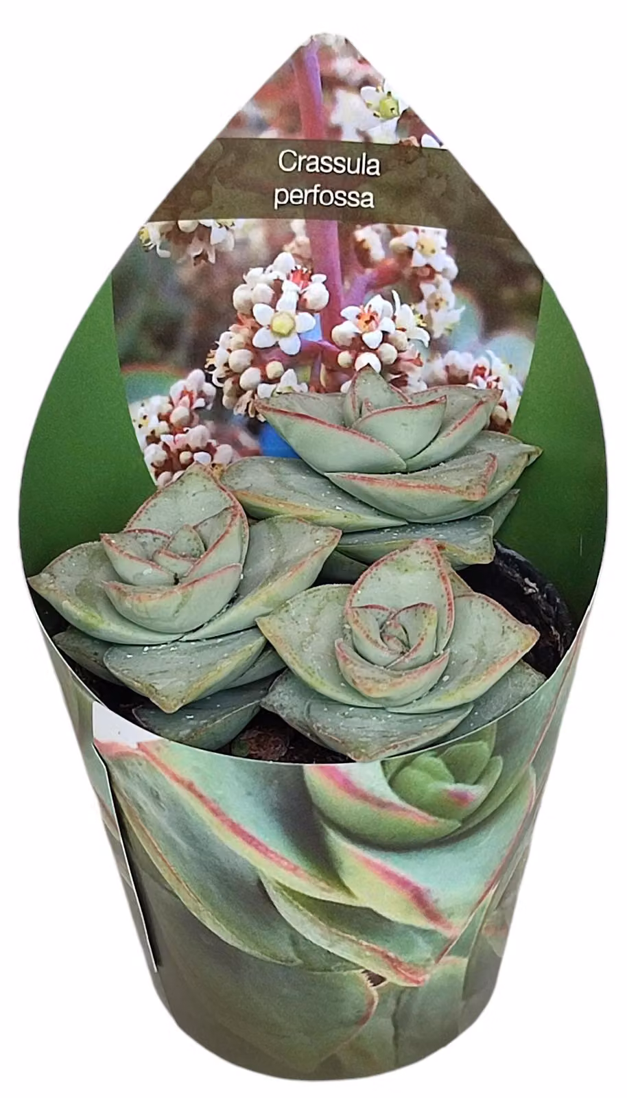 Crassula perfosa - pianta grassa rara - rarità - 6,5cm vaso - 15cm alta
