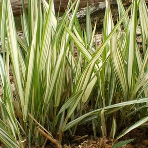 6 piante di erba ornamentale "Glanzgras" (Phalaris arundinacea 'Feesey'), in vaso da 9x9 cm