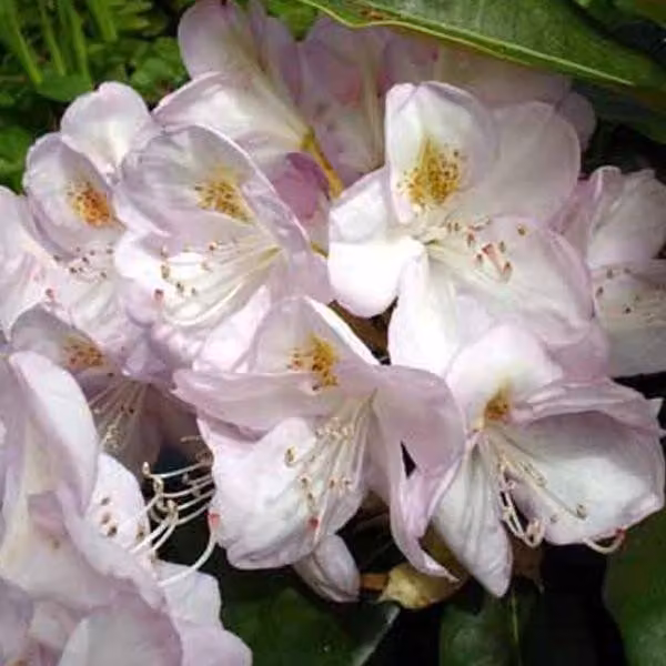 Rhododendron 'Gomer Waterer' | 40-50 cm, in vaso