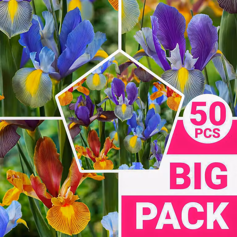 Gigli di spade resistenti al freddo, perenni - Collezione di iris olandesi "Tiger", bulbi da fiore - 50 bulbi - Piante provenienti dall'Olanda, adatte per giardino e vaso (bulbi di grandi dimensioni, senza semi)