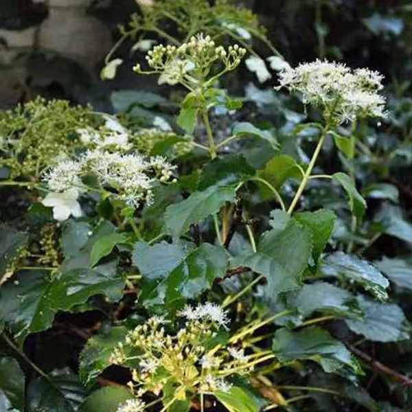 2 piante di ortensia rampicante - Hydrangea anomala 'Petiolaris' | altezza 60-80 cm, in vaso