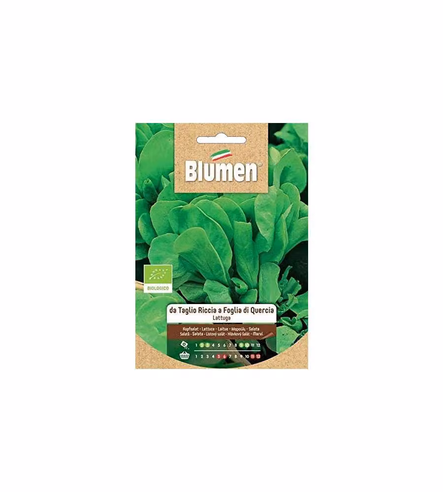 Blumen Lattuga Gentilina Bionda - Foglie Croccanti - Grande Cespo