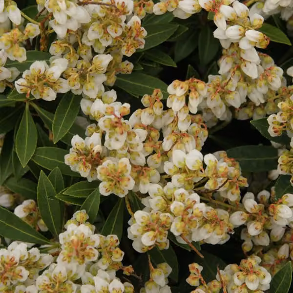 2 piante di *Pieris japonica* 'Sarabande' (chiamate anche "campanellini d'ombra"), alte 20-30 cm, in vaso