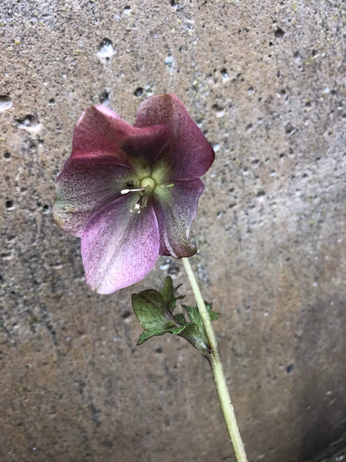 6 x Helleborus orientalis 'Red Hybrids' - elleboro - vaso 9 x 9 cm