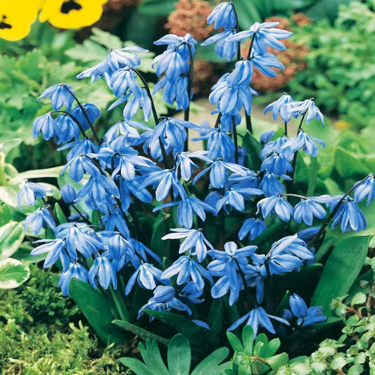 Bulbi di Scilla Bulbi di fiori Stella blu siberiana 5 pz.