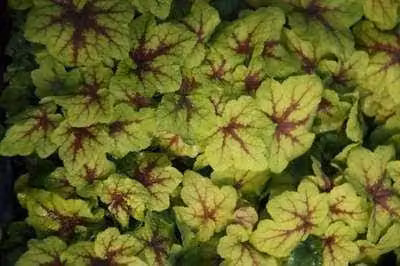 6 x Heucherella hybr. 'Art Nouveau'® - Fiore di schiuma bastarda - vaso 9 x 9 cm