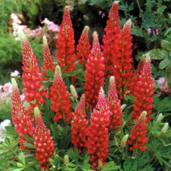 6 piante di lupino - Lupinus 'My Castle' | Vaso da 9x9 cm