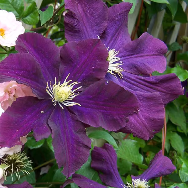 Hello Plants Clematis Warszawska Nike Pianta rampicante di Clematide - Ø 15 cm - Altezza: 65 cm