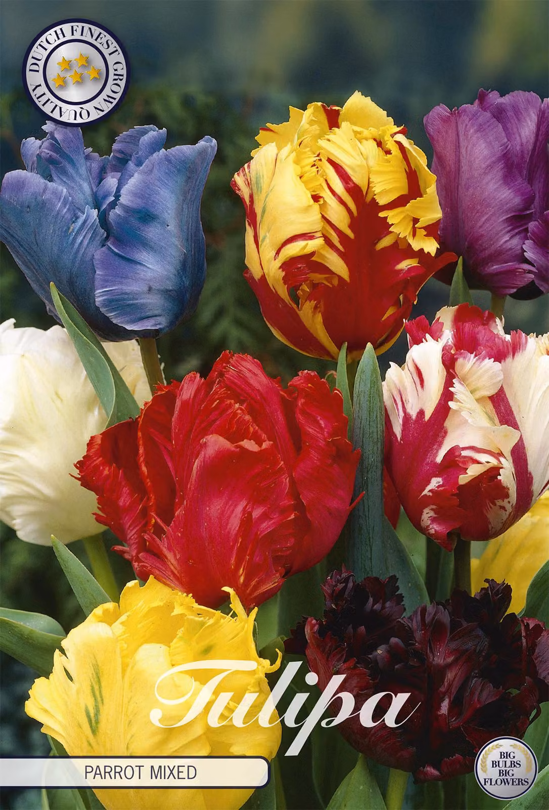 Tulipani Parrot Mix (7 pezzi) | Bulbi di tulipano di Sam van Schooten