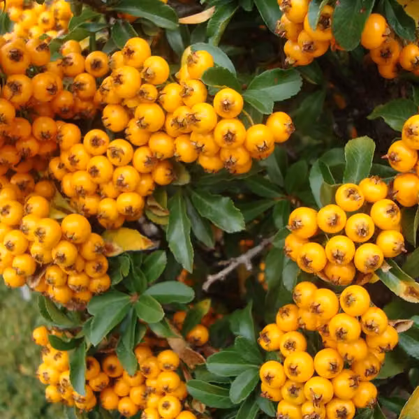 2 piante di Pyracantha 'Teton' | Altezza: 30-40 cm, in vaso