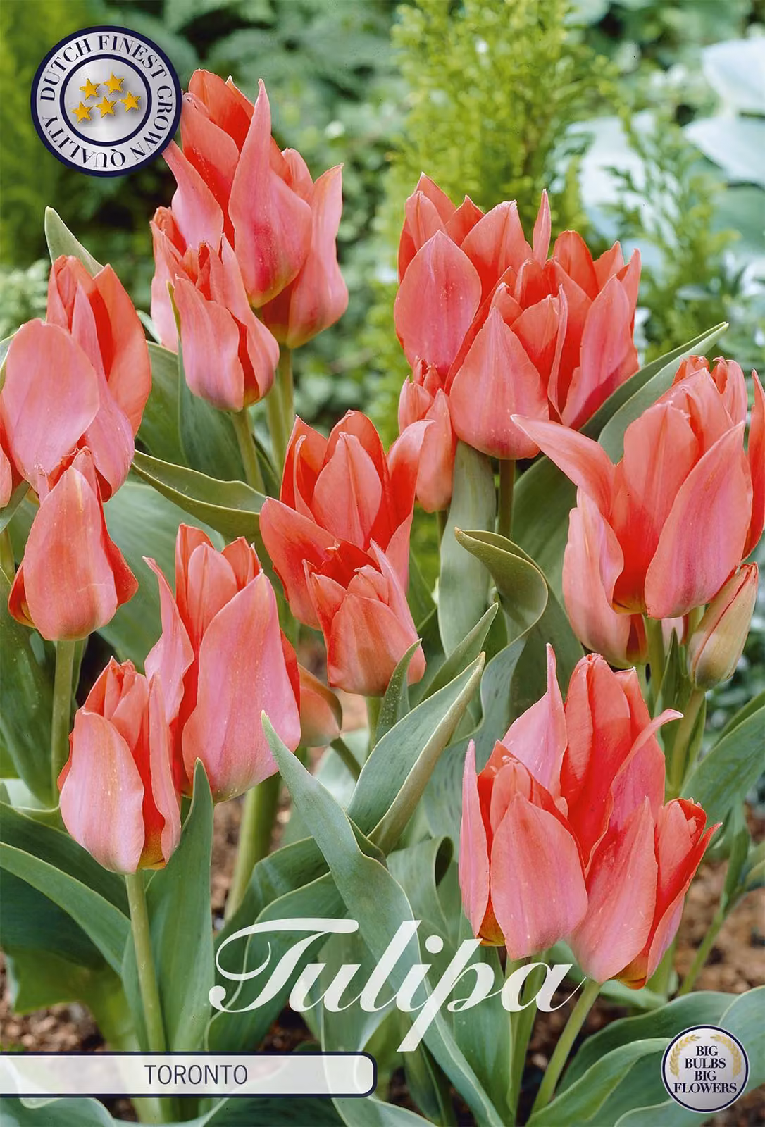 Tulipani Toronto (10 pezzi) | Bulbi di tulipano di Sam van Schooten