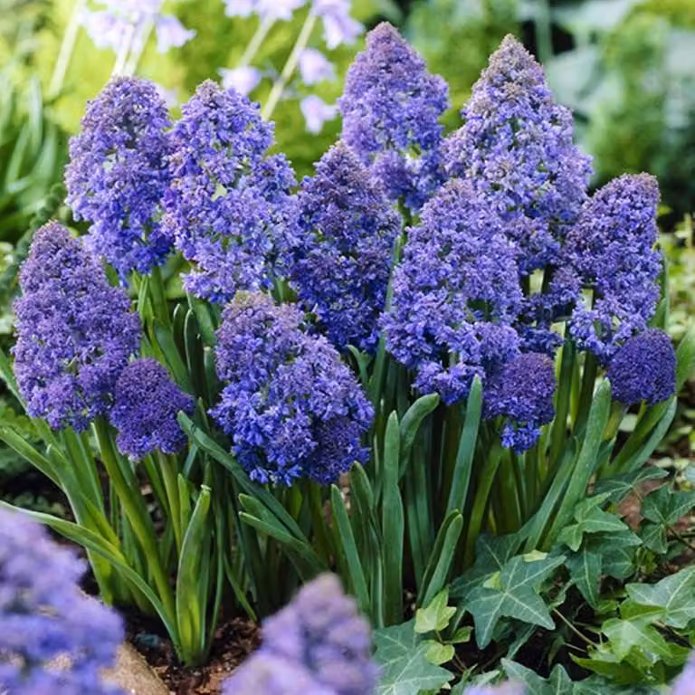 Bulbi di fiori di Muscari Bulbi di fiori di giacinto d'uva Creazione di fantasia 10 pz.