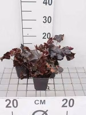 6 x Heuchera hybr. 'Obsidian' - campanula viola - vaso 9 x 9 cm