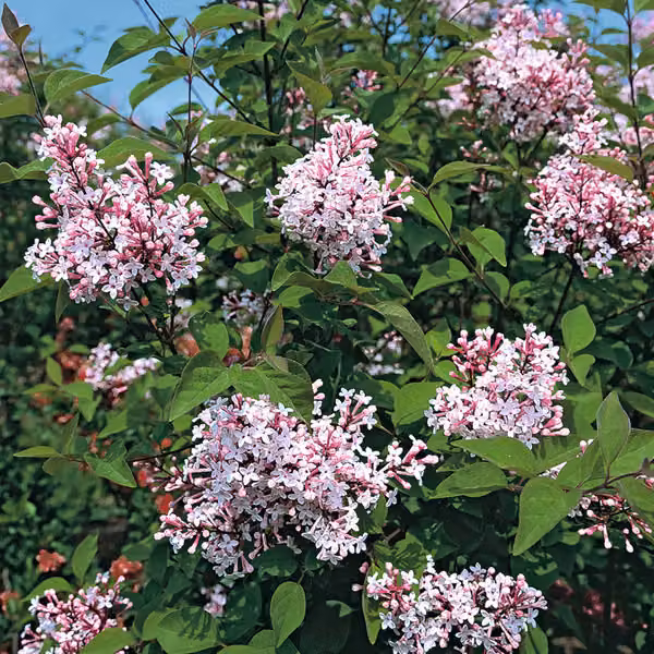 2 piante di lillà nano - Syringa microphylla 'Superba' | altezza 40-60 cm, coltivate in vaso