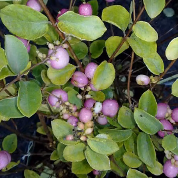 2 piante di Schneebeere (Symphoricarpos doorenbos 'Mother Of Pearl') | altezza 50-60 cm, in vaso