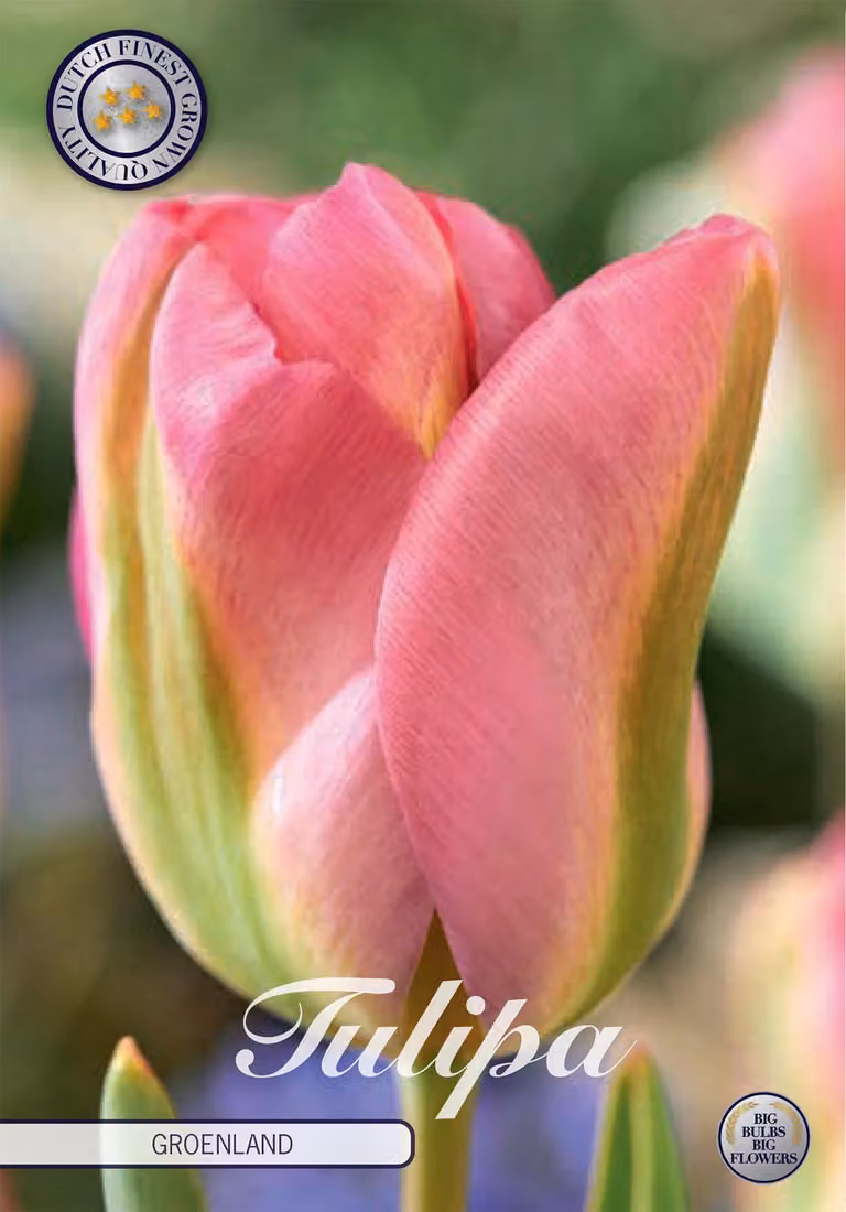 Tulipano Groenland (7 pezzi) | Bulbi di tulipano di Sam van Schooten