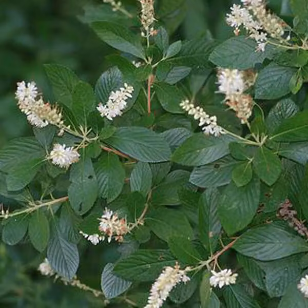 2 piante di Clethra alnifolia (arbusto ornamentale) | Altezza: 50-60 cm, coltivate in vaso