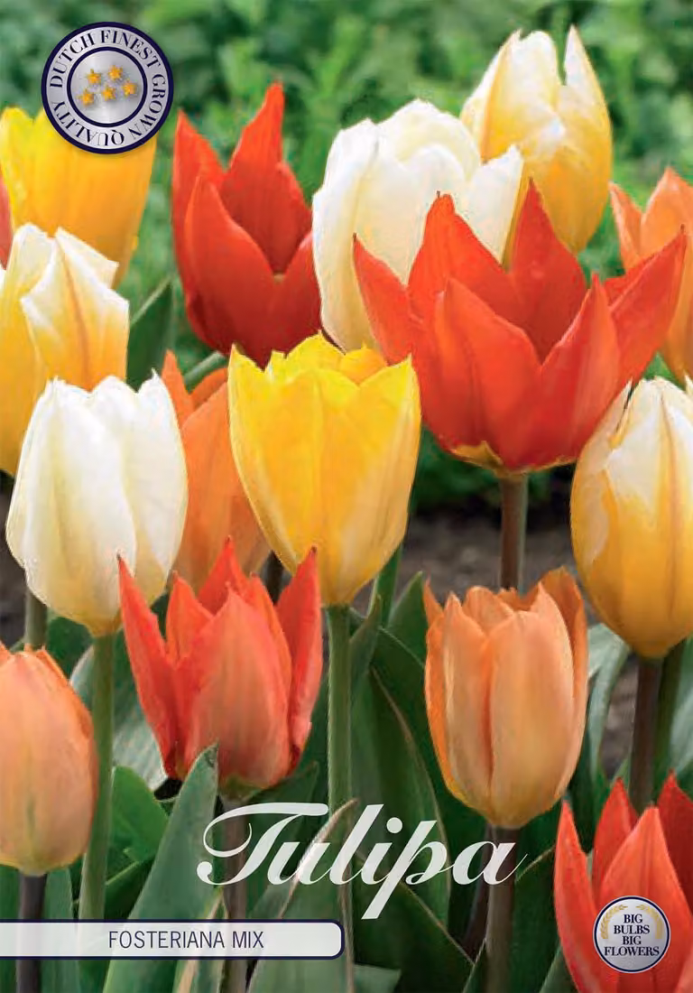 Tulipano Fosteriana Mix (10 bulbi) | Bulbi di tulipano di Sam van Schooten