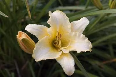 6 x Hemerocallis hybr. 'Gentle Shepherd' - taglily - Topf 9 x 9 cm