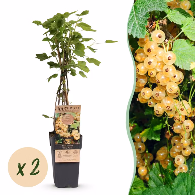 Ribes rubrum White Pearl - Pianta di bacche - Difficile - Bacche bianche - 2 piante - 40-50cm - Ø15cm - Pianta da giardino