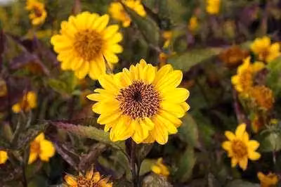 6 x Helianthus decap. 'Triomphe de Gand' - Sonnenblume - Topf 9 x 9 cm