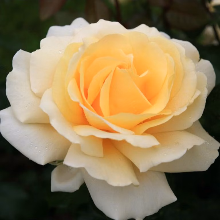 Rosa - Kordes Eleganza® Rose - Rosa 'Winter Sun'®