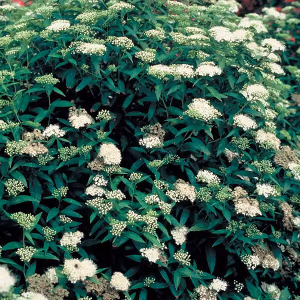 2 piante di Spirea giapponese 'Albiflora' | Altezza: 20-25 cm, in vaso