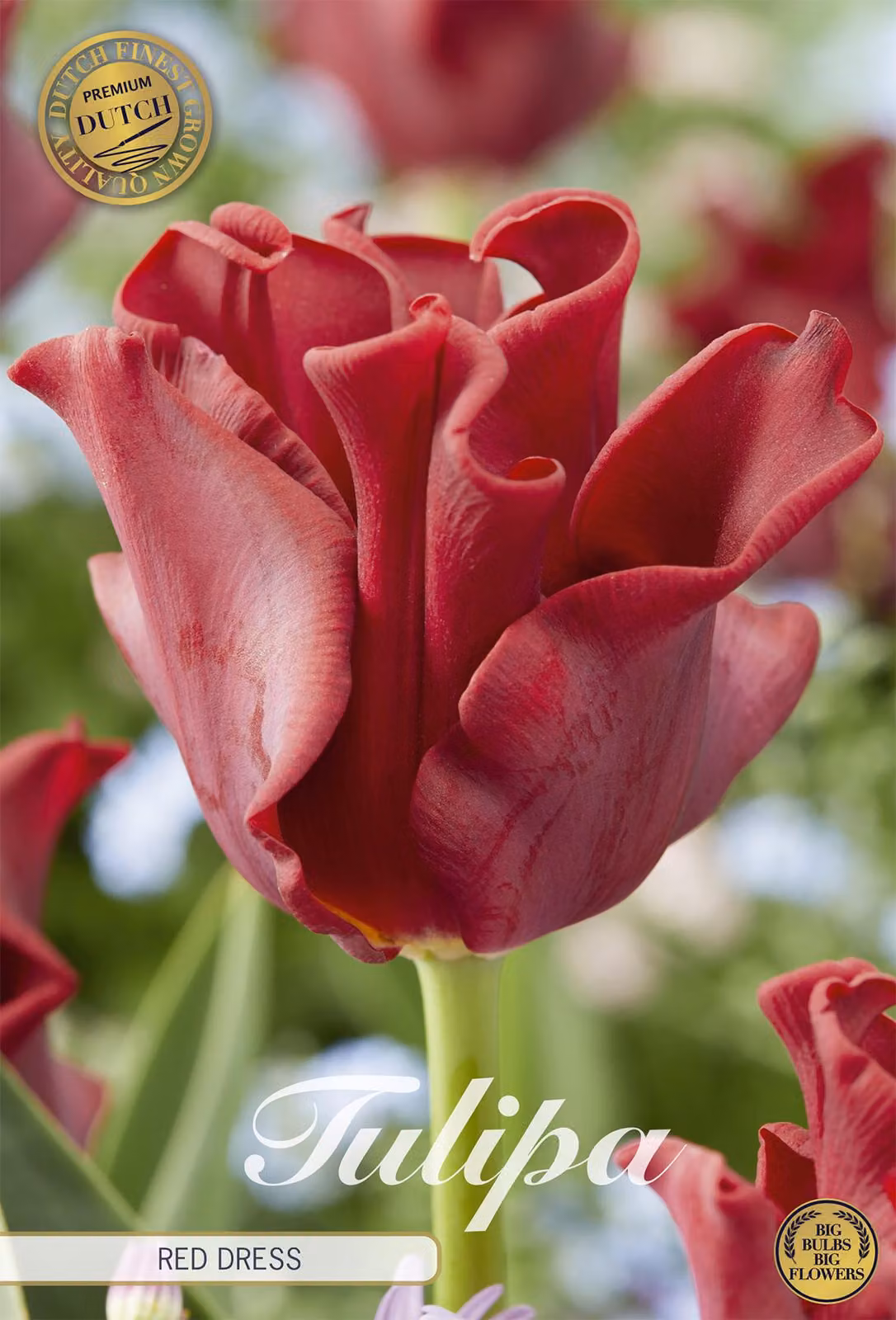 Tulipano Red Dress (7 bulbi) | Bulbi di tulipano di Sam van Schooten