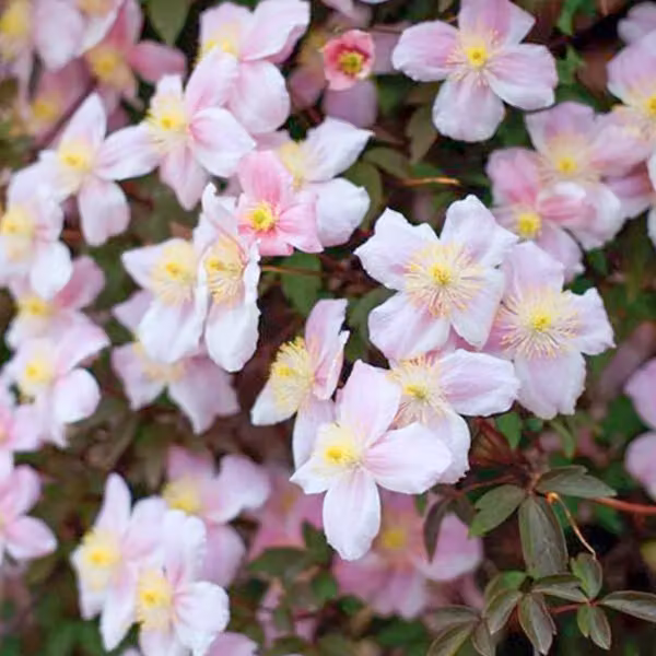 2 piante di *Clematis montana* 'Mayleen' | Altezza: 50-60 cm, in vaso