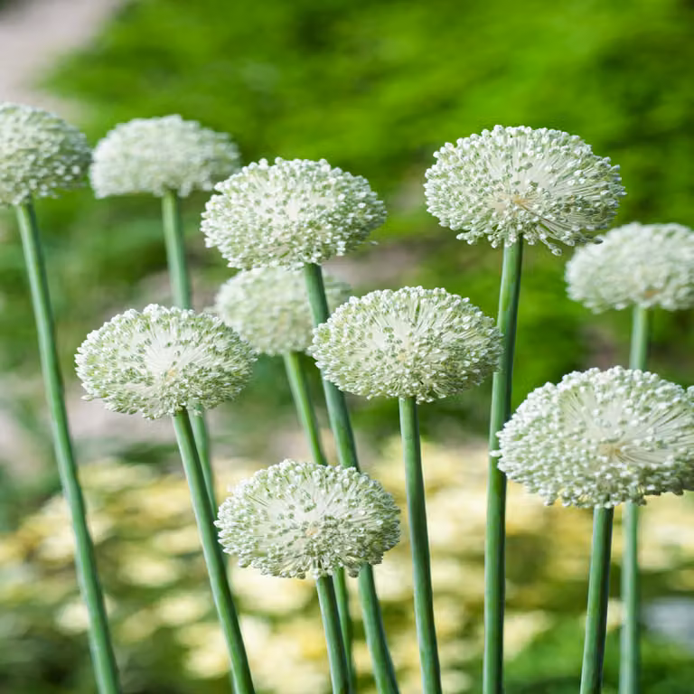 Bulbi da fiore Bulbi Porro ornamentale Allium Ping Pong 5 pz.
