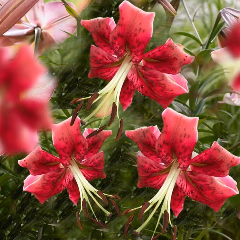Bulbi di giglio resistenti al gelo, perenni - Miss Feya, gigli giganti - 3 bulbi - Bulbi di fiori resistenti al gelo, provenienti dai Paesi Bassi (grandi bulbi, senza semi, non trattati artificialmente)