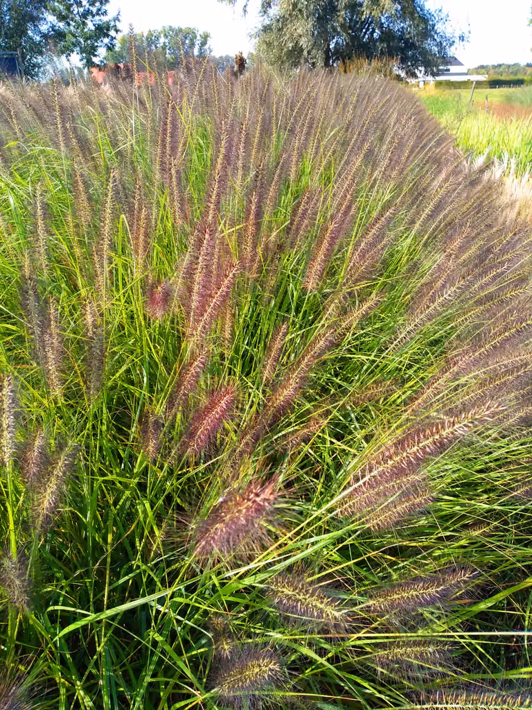 6 x Pennisetum alop. 'Black Beauty' - Erba da pozzo - topf 9 x 9 cm