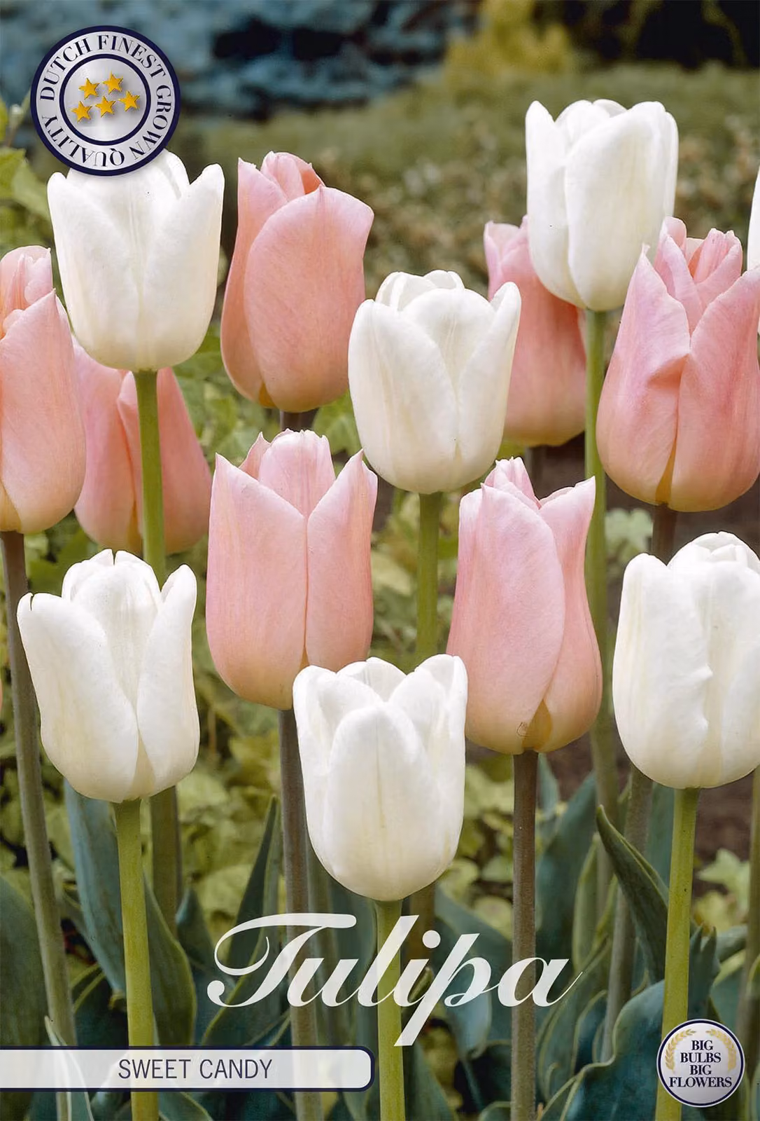 Tulipano Sweet Candy (10 bulbi) | Bulbi di tulipano di Sam van Schooten