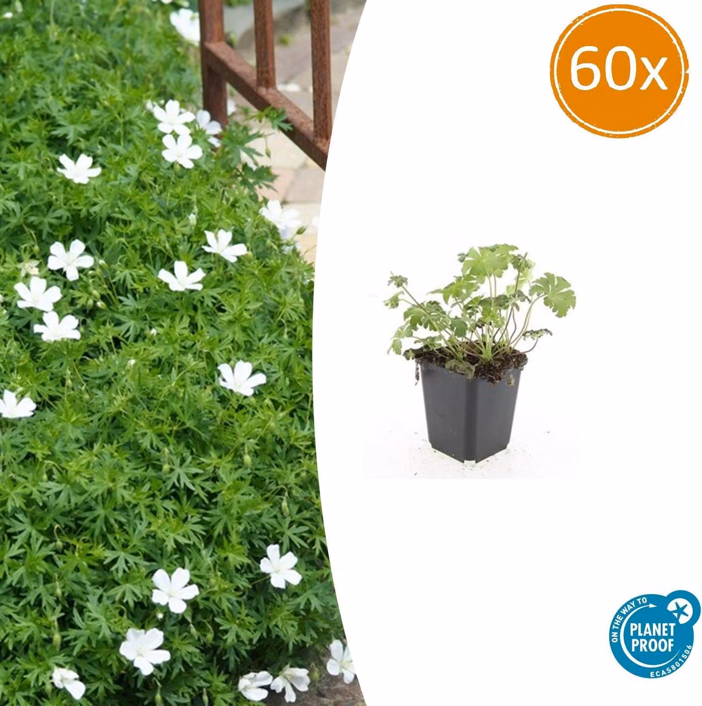 Tappeto erboso - Geranium sanguineum 'Album' - Vaso da 9 cm - Set di 60 piante