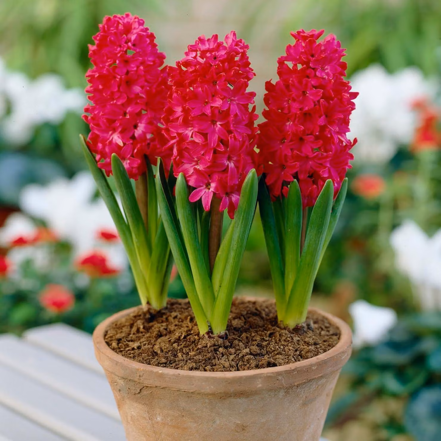 Bulbi di giacinto, resistenti al freddo invernale, perenni - Jan Bos - 15 bulbi - Bulbi profumati - 3 varietà/colori - Piante provenienti dall'Olanda - Adatti per giardino, vaso o terrina (bulbi grandi, senza semi)
