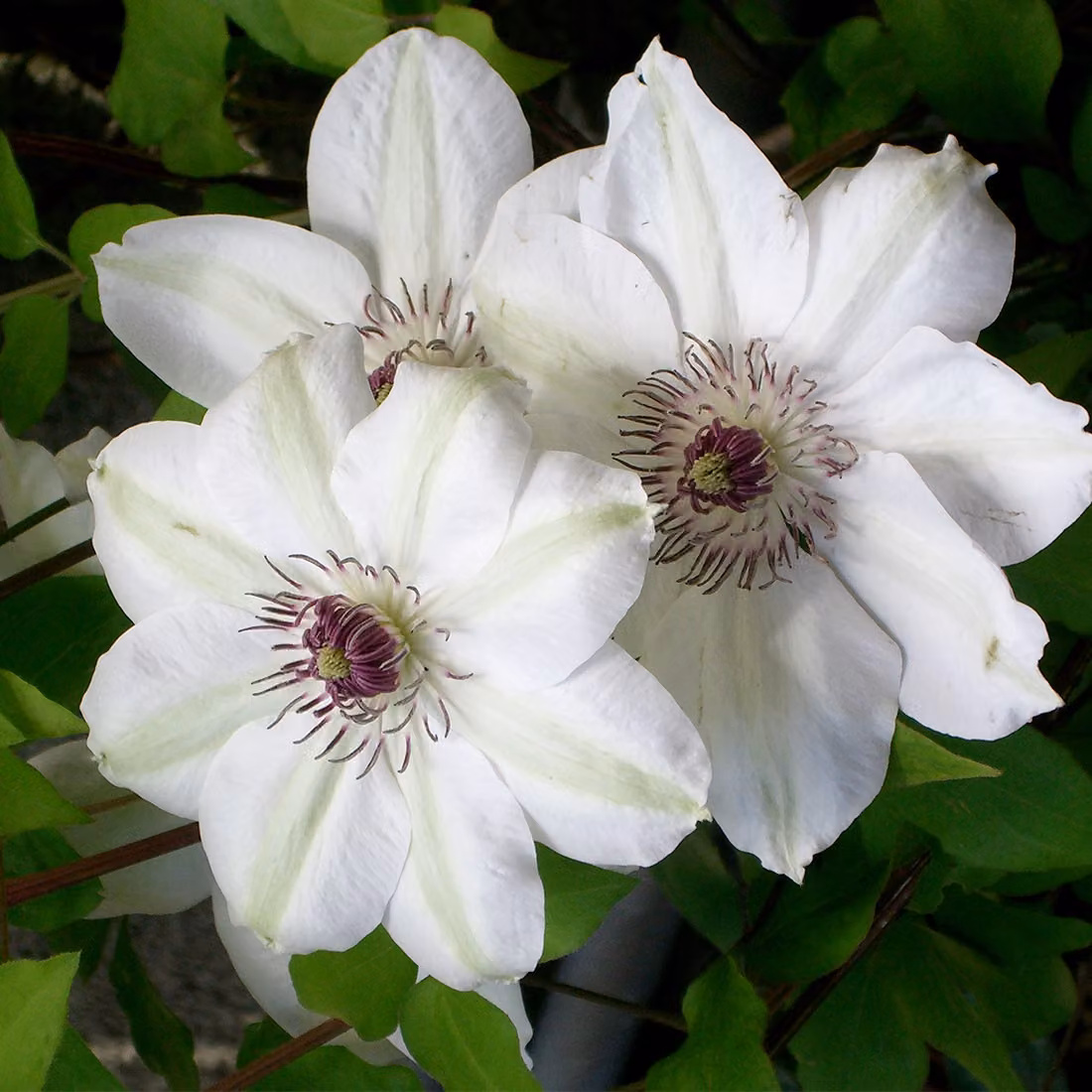 Clematis Miss Bateman - Clematis bianca - Diametro 15 cm - Altezza 65 cm