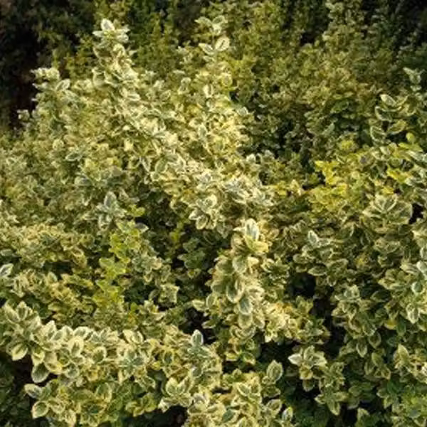 2 piante di euonymus fortunei 'Emerald 'n Gold', con foglie verde-oro | altezza 15-20 cm, coltivate in vaso