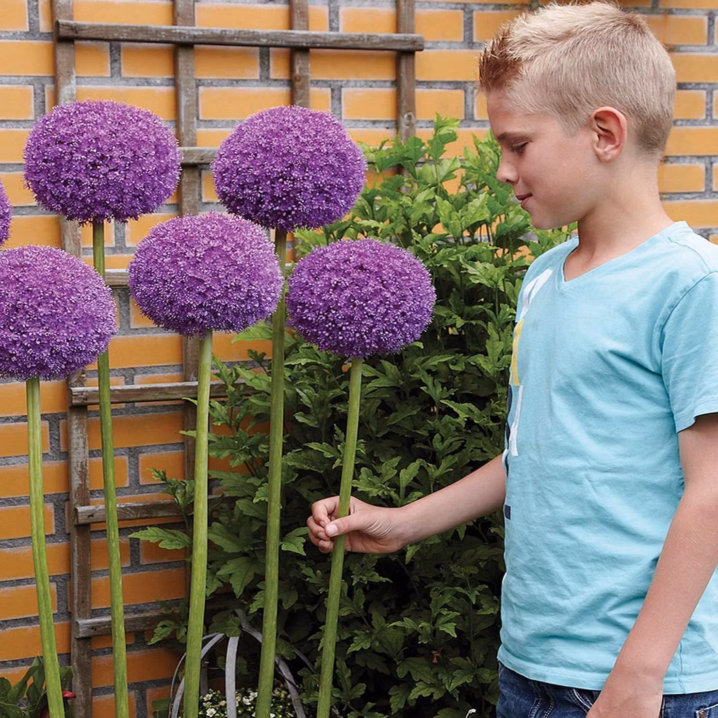 Bulbi da fiore Bulbi Porro ornamentale Allium Gladiator 1 pz.