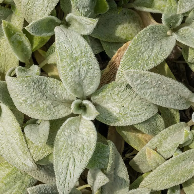 Stachys byzantina Silver Carpet - 6 piante, Ø9cm, altezza 10-25cm, pianta