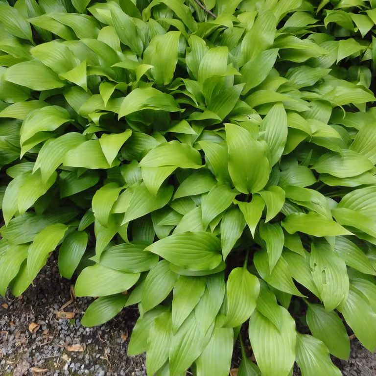 6 piante di Hosta lancifolia (Lanzen Funkie) | Vaso da 9x9 cm