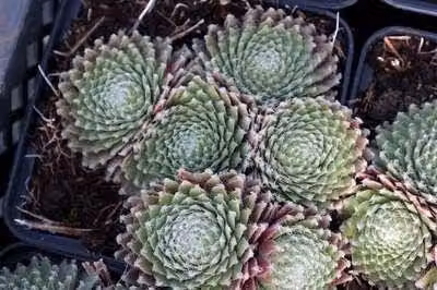 6 x Sempervivum hybr. 'Sprite' - radice domestica - vaso 9 x 9 cm