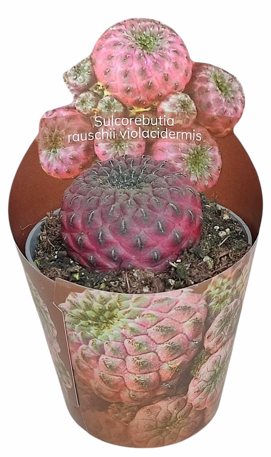 Sulcorebutia rauschii violacidermis - raro cactus sferico - rarità - 6,5cm dimensione del vaso - 15cm altezza