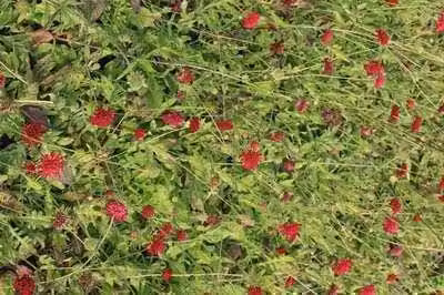 6 x Knautia mac. mars Midget' - Fiore di vedova - Vaso 9 x 9 cm